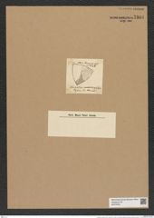 Triceratium convexum Grev. (de-Toni-Nr.: Genus 140, Species 3898) Zeichnungen Sammlung Grunow Nr. 7383 (NHMW-BOT-W0376451)
